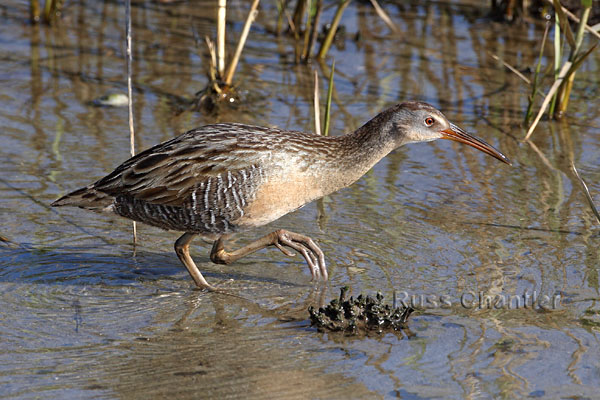 Clapper Rail &copy; Russ Chantler
